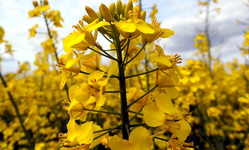 Blossom bloom yellow photo