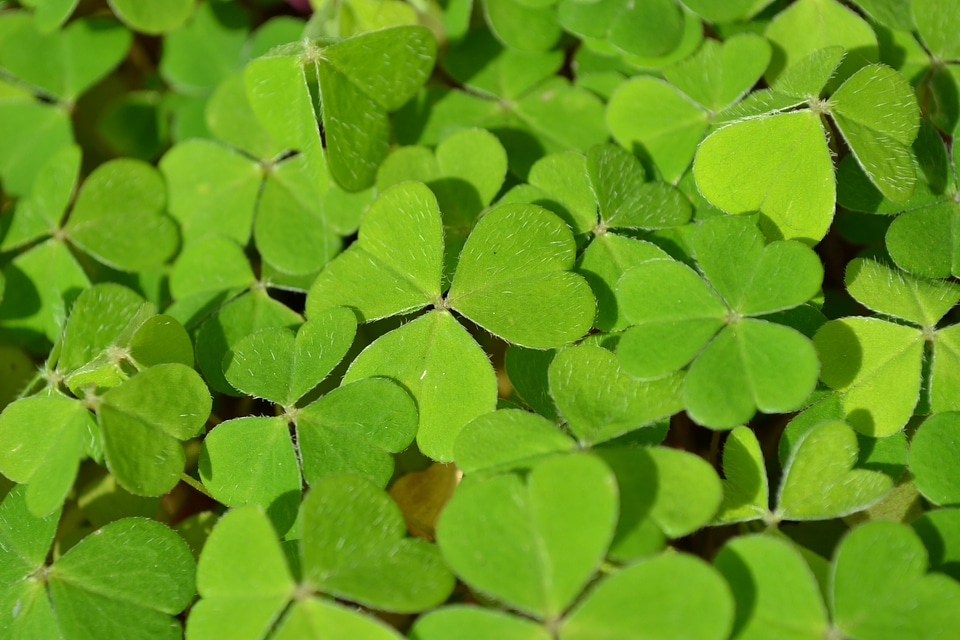 Clover green lucky