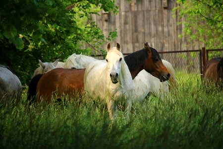 Brown brown mold thoroughbred arabian