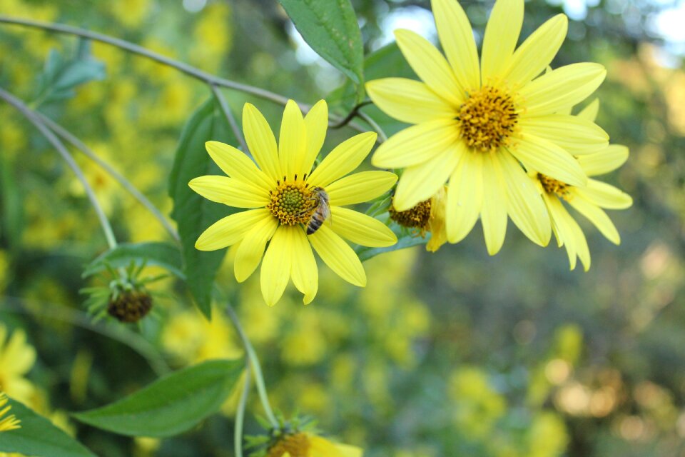 Honey plants yellow flower flower garden