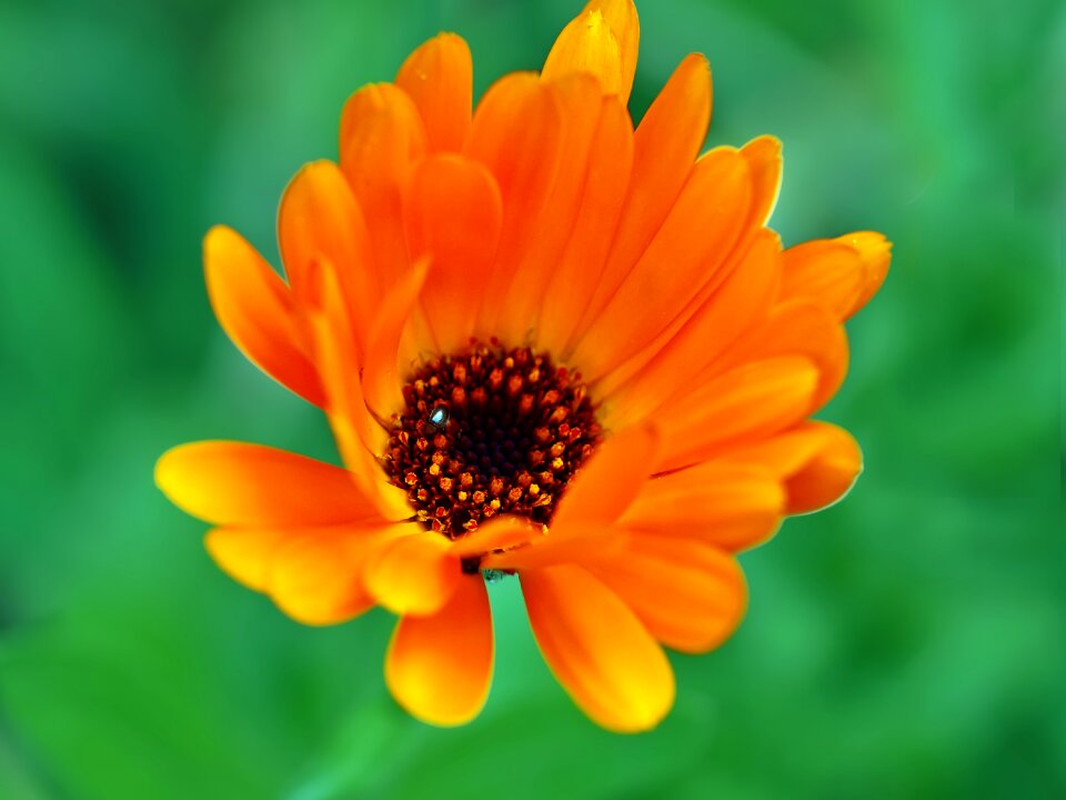 Calendula officinalis blossom bloom