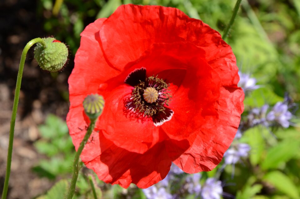 Poppy summer flowers