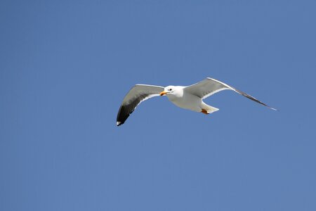 Bird wing sky
