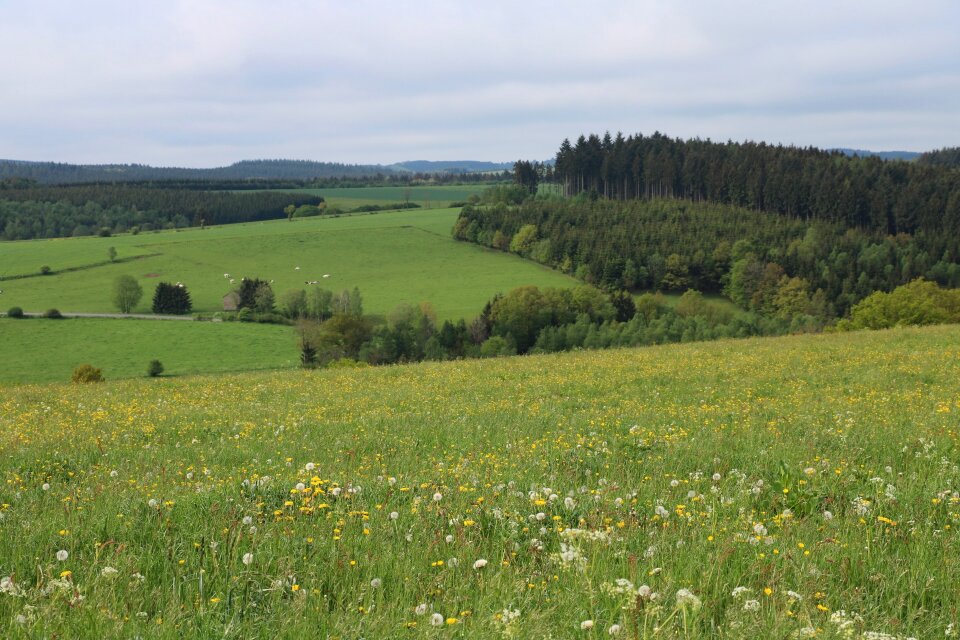 Landscape fields forest