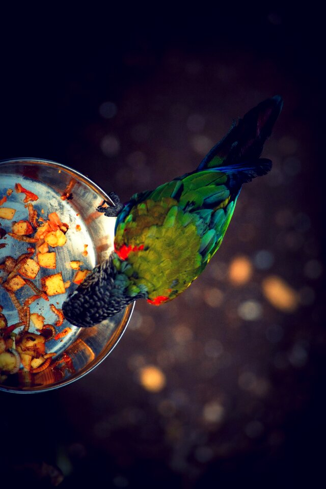 Food color parrot