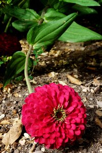 Petal garden gravel