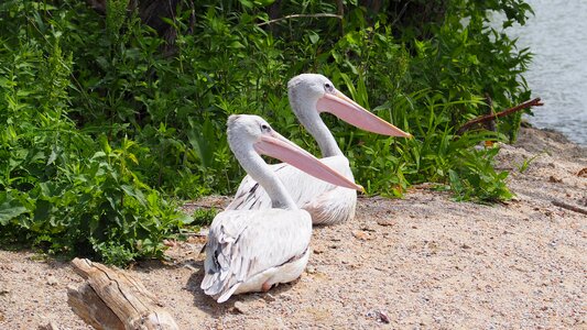 Island nature animal