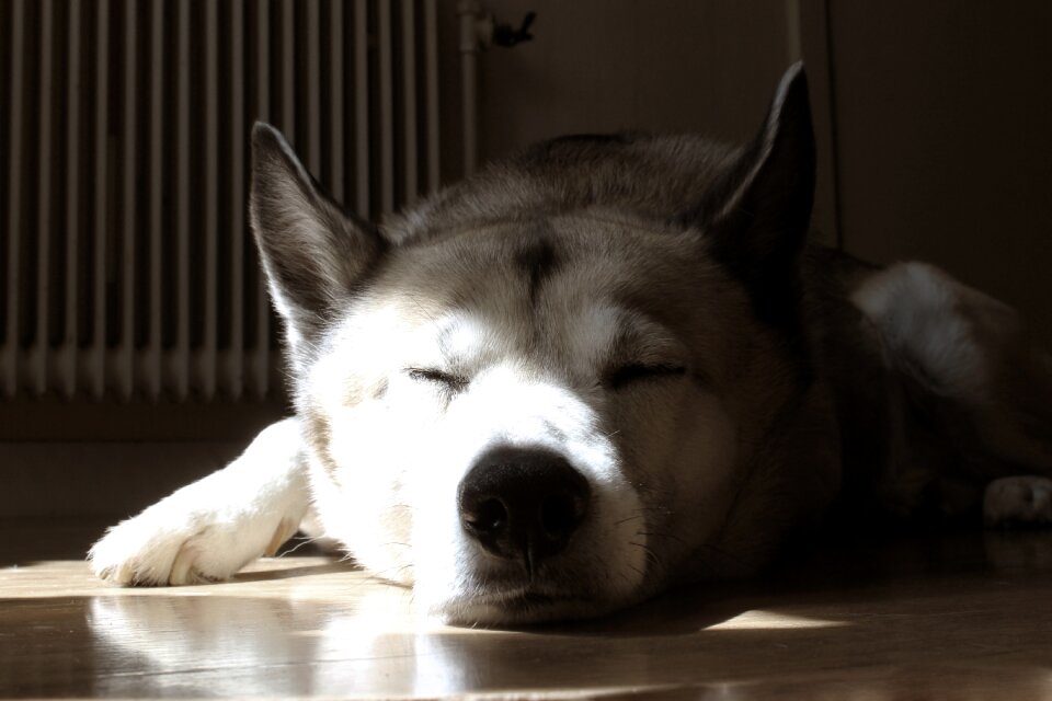 Huskey sleep element