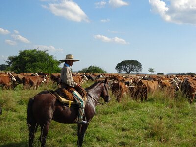 Argentina cattle cows