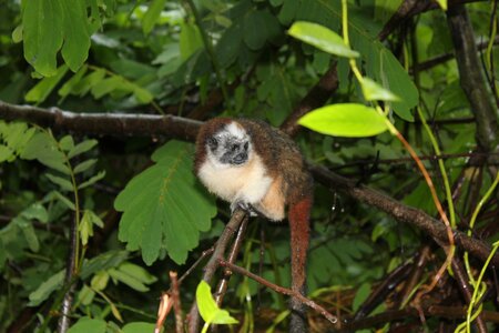Primate animal wilderness