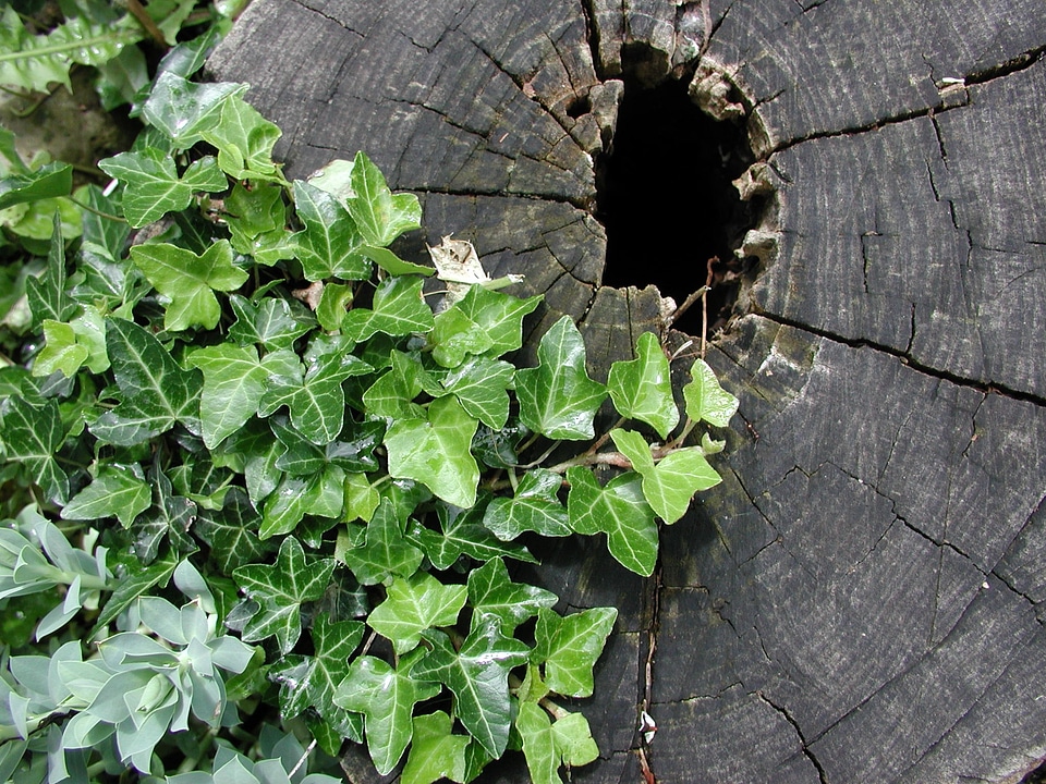 Wood tree garden