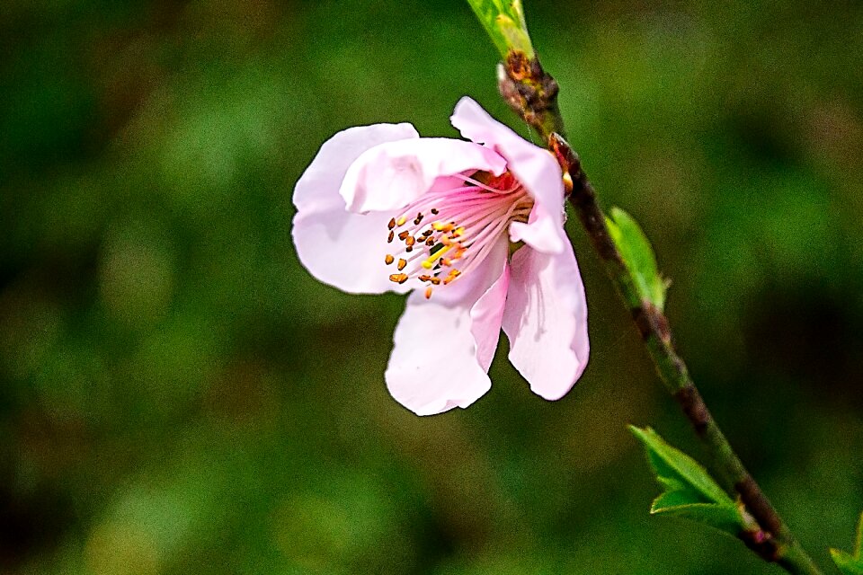 Spring cherry blossom nature