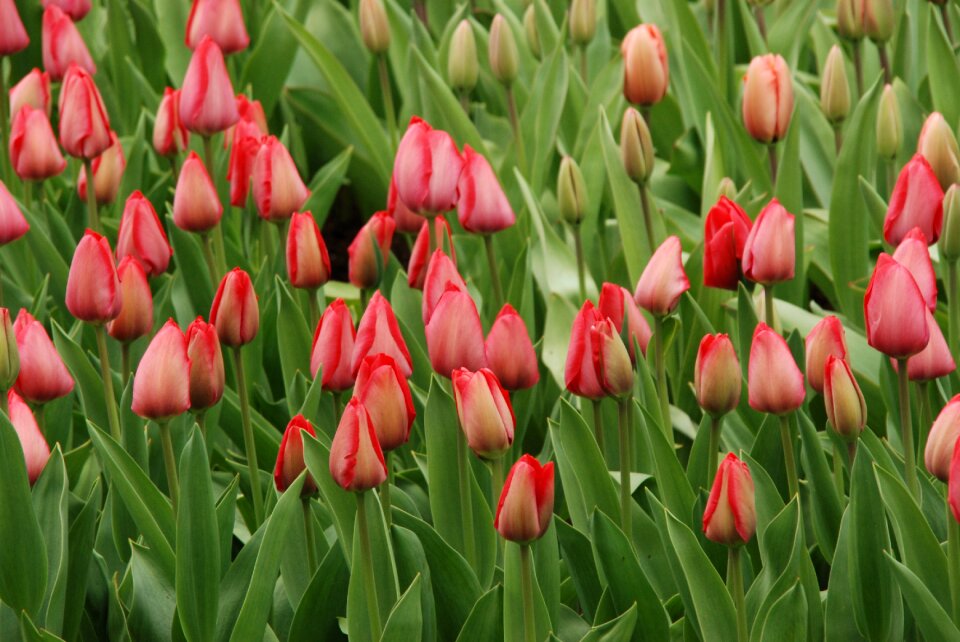 Red holland netherlands