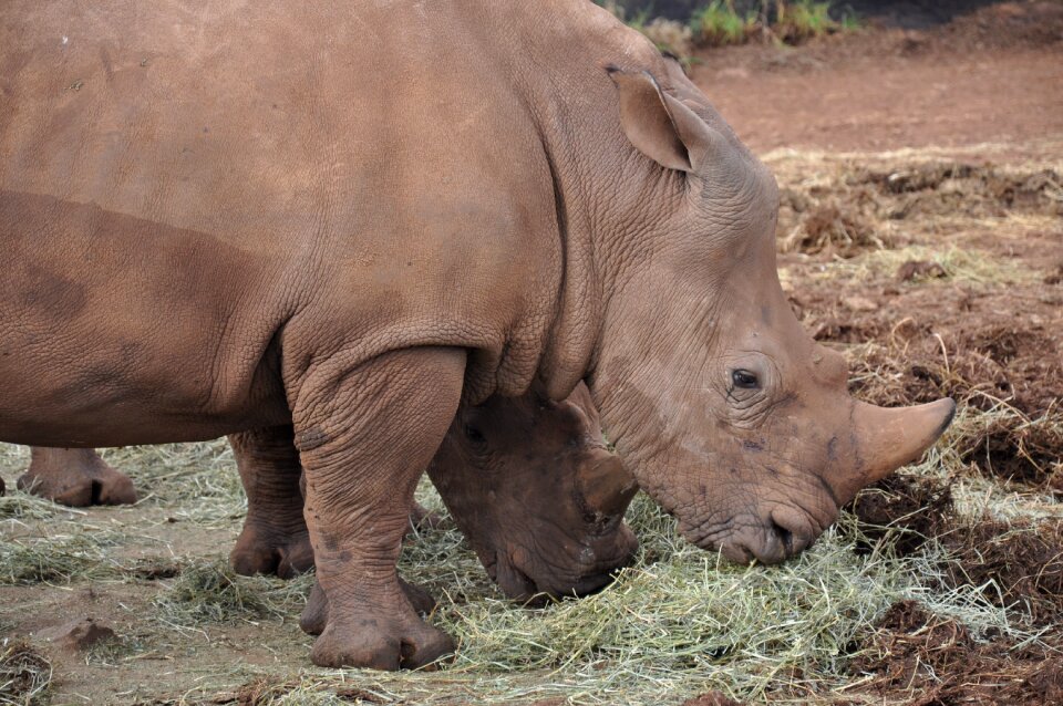 Africa rhinoceros wildlife