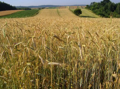 Field crops agriculture summer