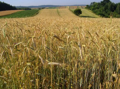 Field crops agriculture summer photo