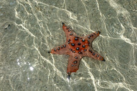 Starfish sea diving photo