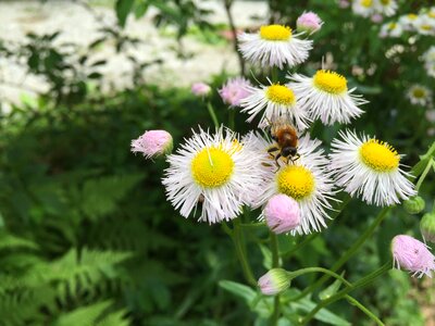 Spring nature summer