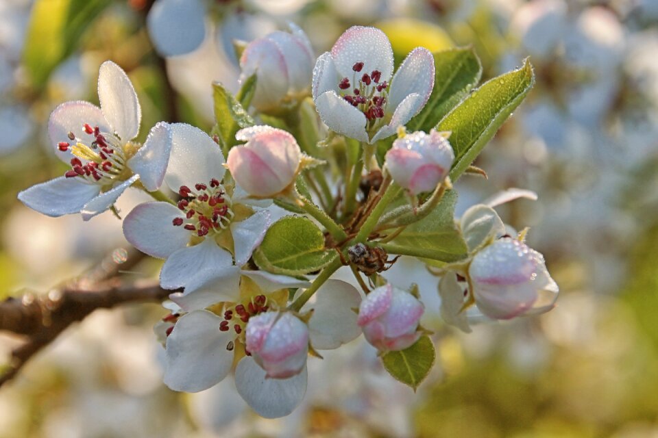 Apple tree spring nature