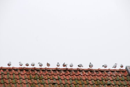 Bird seagull row photo