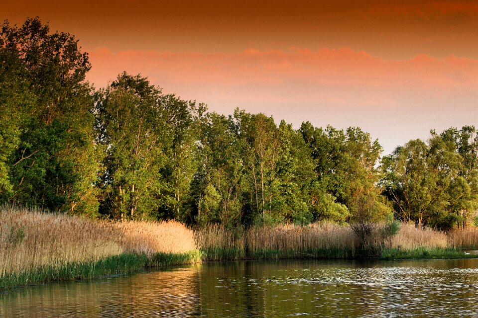 Trees nature romance