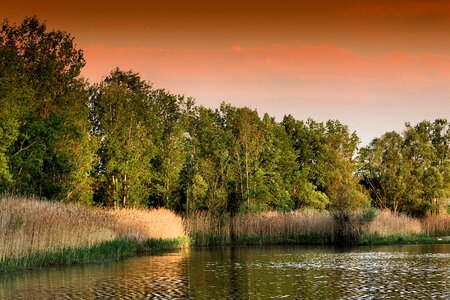 Trees nature romance photo