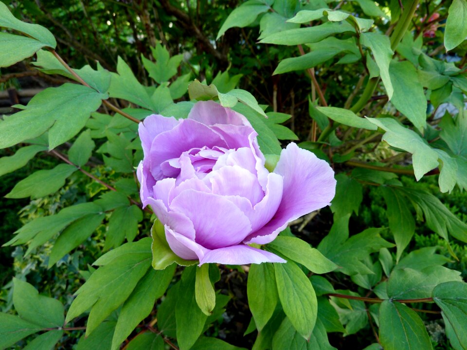 Blossom bloom spring