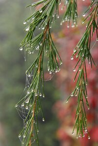 Wet rain dew photo