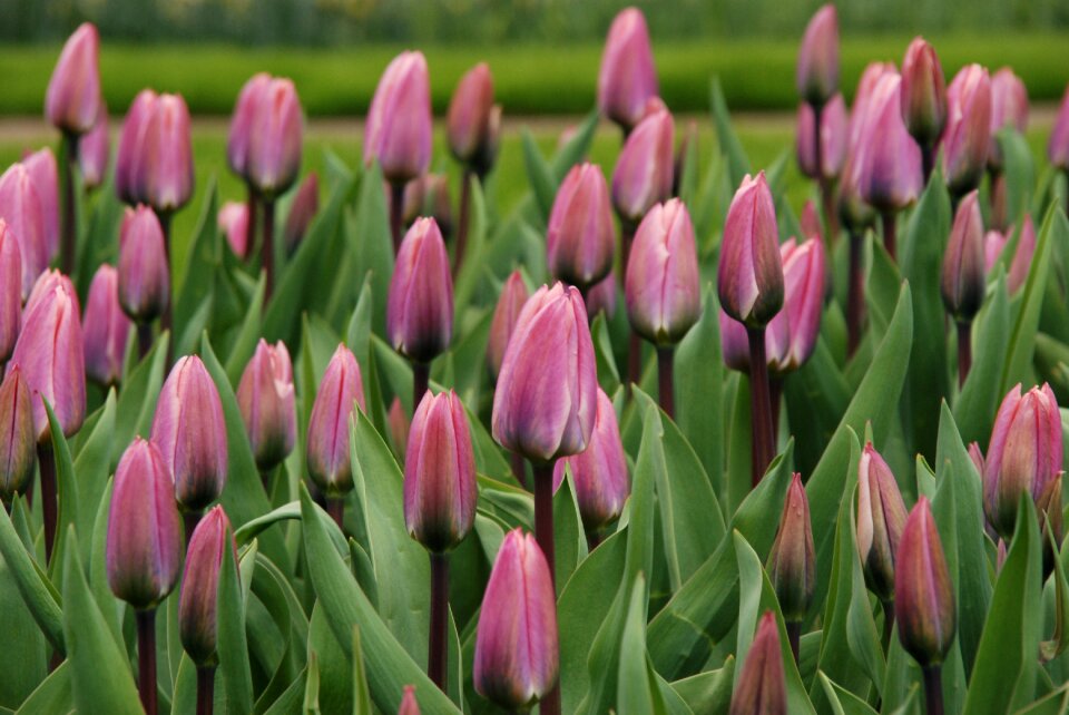 Purple holland netherlands