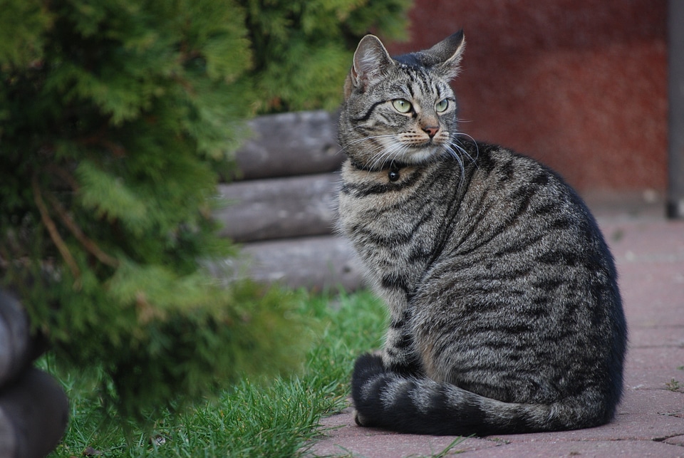 The seriousness of beast animal