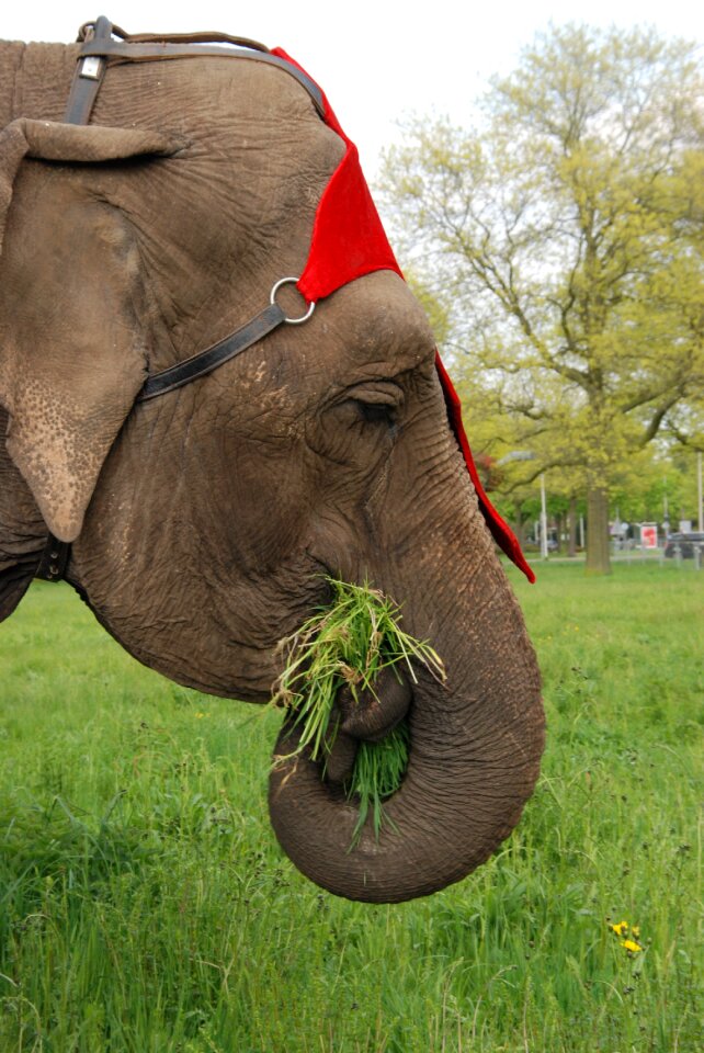 Food tame trunk