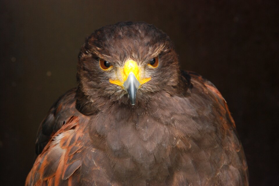Beak eye nature