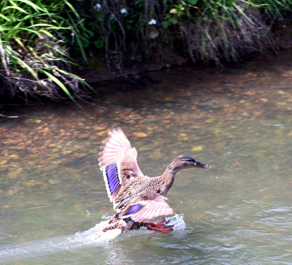 Water feathers flight