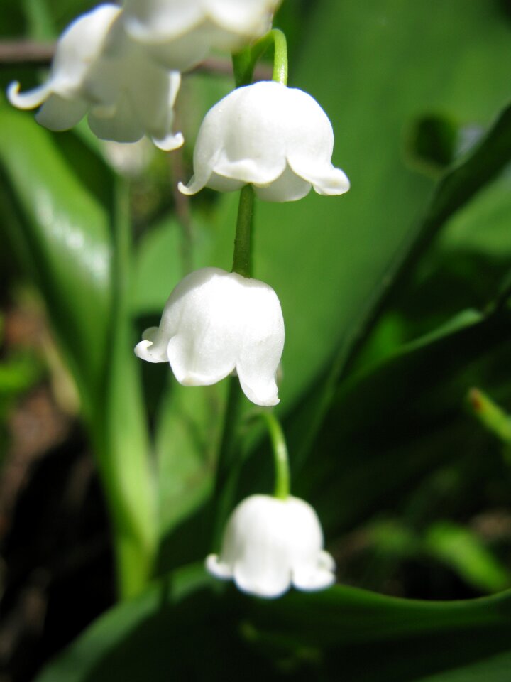 Nature summer white