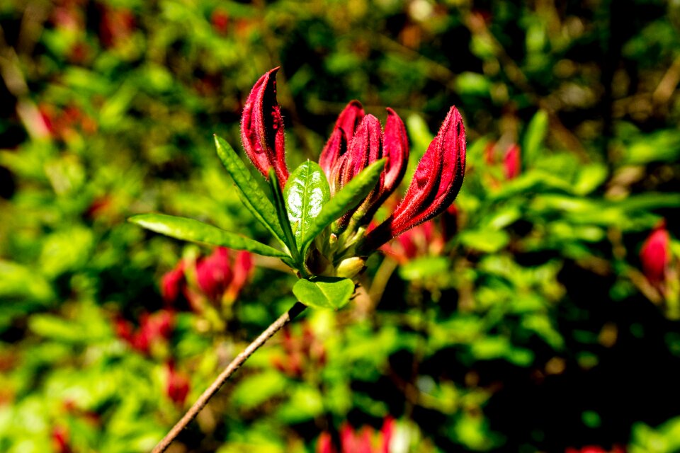 Plant spring bright