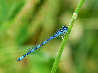 Blue dragonfly flying insect beauty photo
