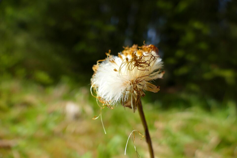 Wild flower seeds herbs