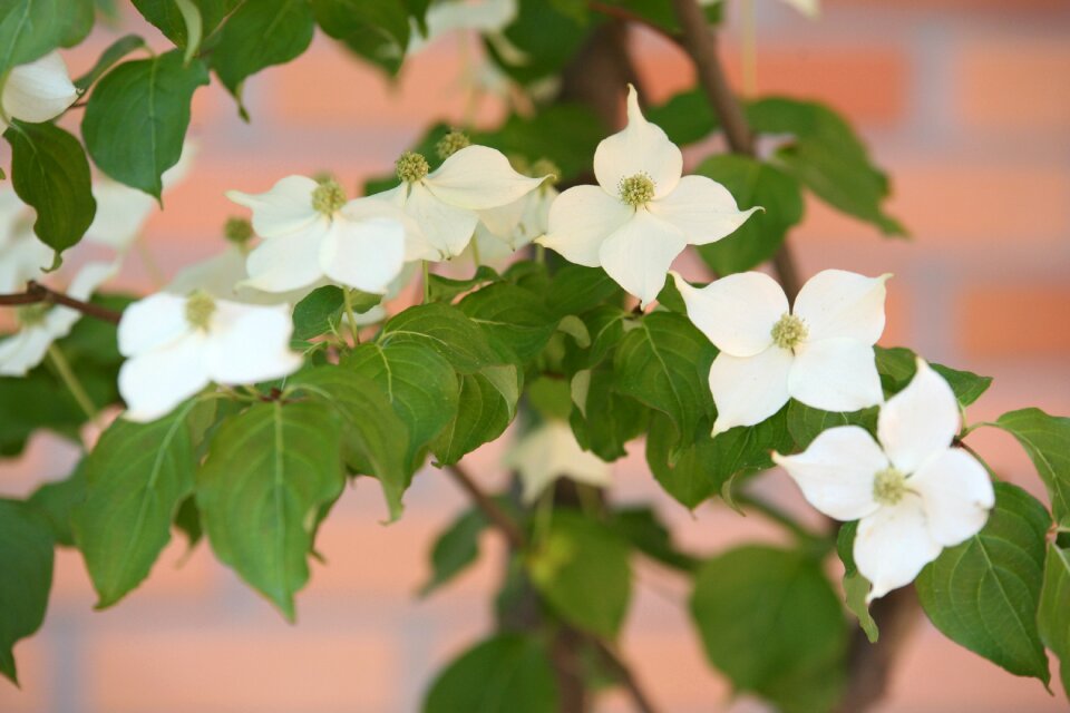 White flower white flowers spring