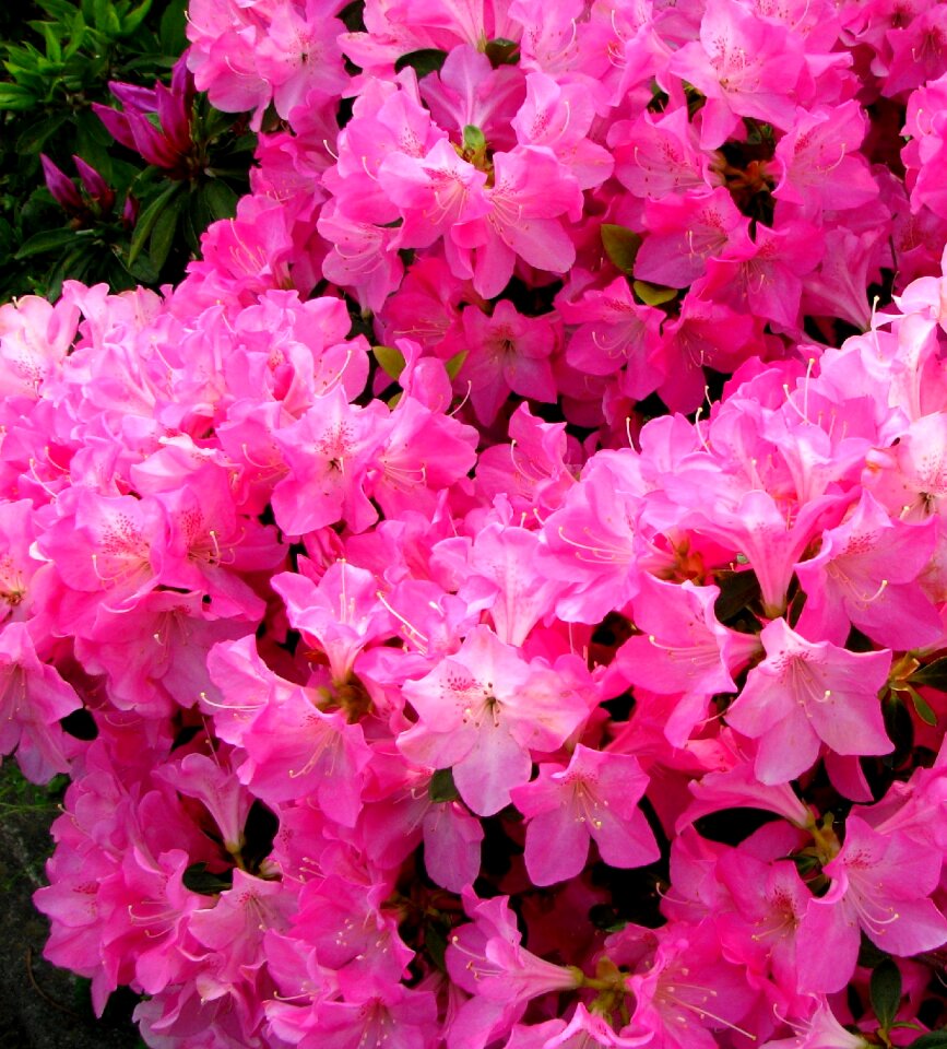 Flowering heisei-cho yokosuka