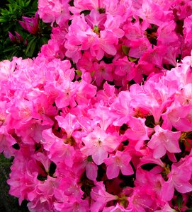Flowering heisei-cho yokosuka