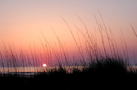 Hilton head sea gulls photo