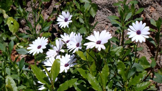 Garden nature spring garden