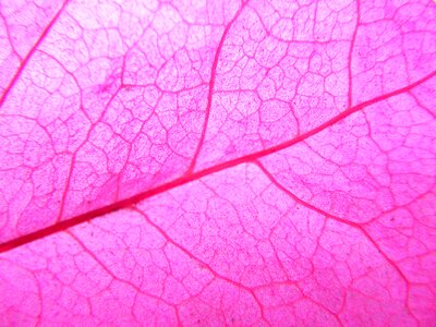 Plante macro structure
