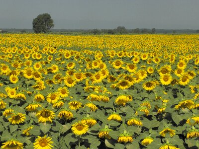 Flowers tuscany italy