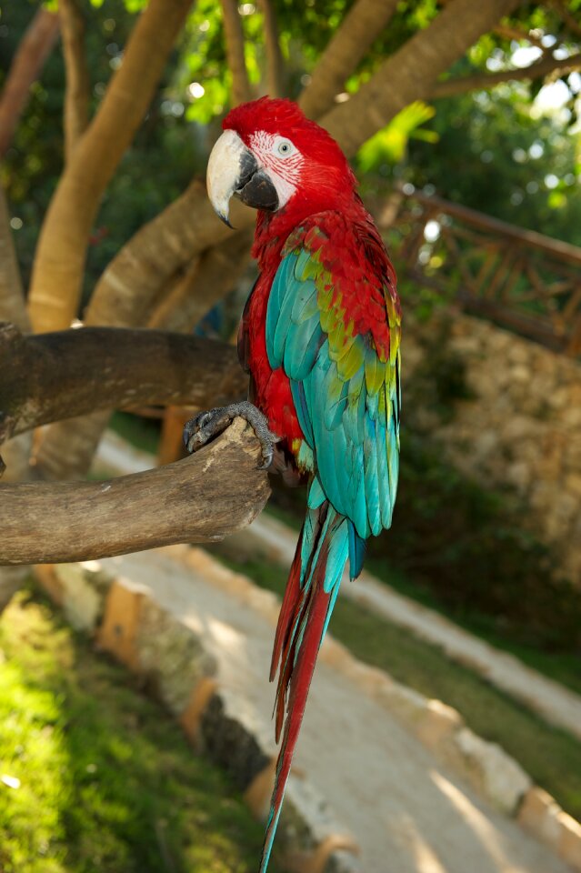 Parrot bird red