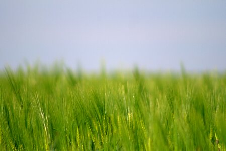 Barley field summer