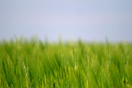 Barley field summer photo