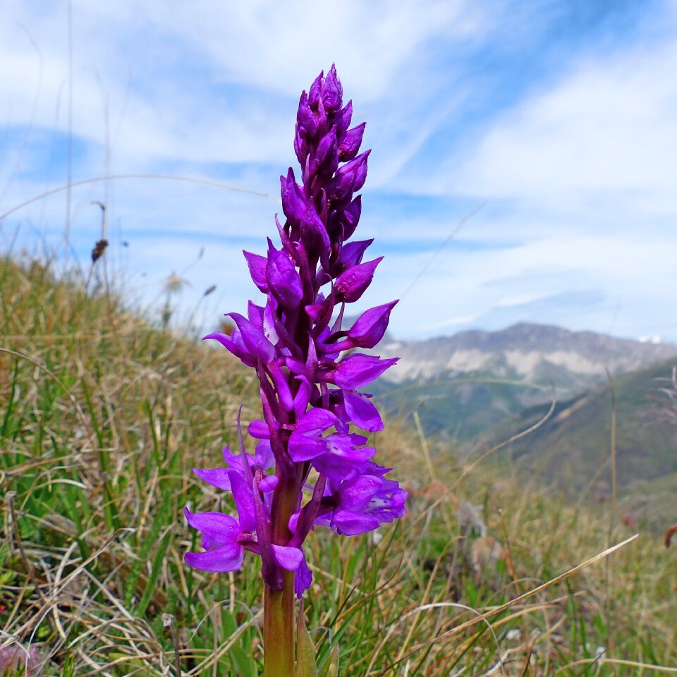 Macro nature flowering