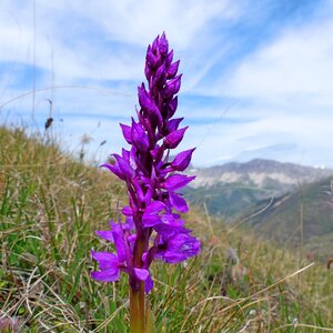 Macro nature flowering photo