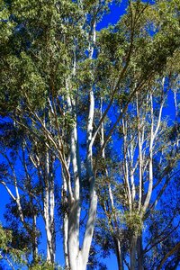 Forest natural environment